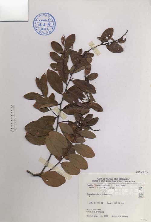 Ʀƪ󤤤W١Gge]Х]]G223375^<br>^W١G<em>Bridelia tomentosa Blume </em>