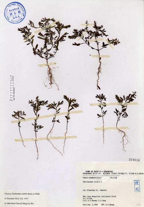 Ʀƪ󤤤W١GU]]Х]]G224616^<br>^W١G<em>Phyllanthus urinaria L. </em>