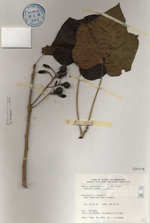 Ʀƪ󤤤W١Go]Х]]G226656^<br>^W١G<em>Jatropha podagrica Hook. </em>