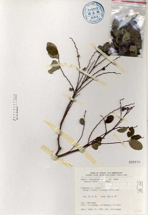 Ʀƪ󤤤W١GJ]]Х]]G226676^<br>^W١G<em>Breynia officinalis Hemsl. </em>