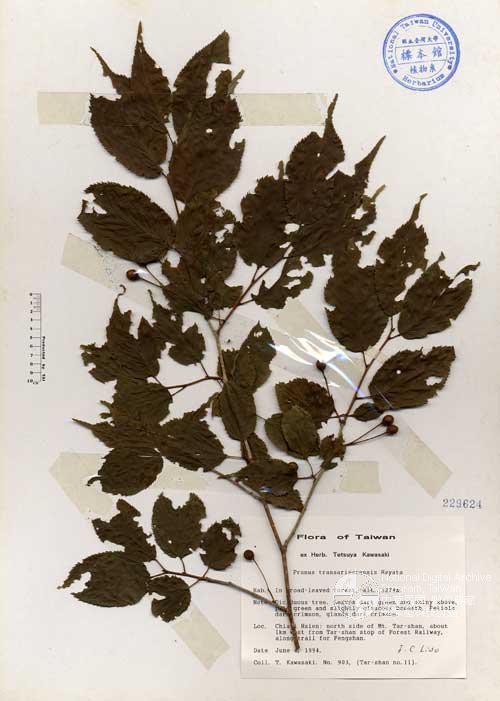 Ʀƪ󤤤W١Gs]Х]]G229624^<br>^W١G<em>Prunus transarisanensis Hayata </em>