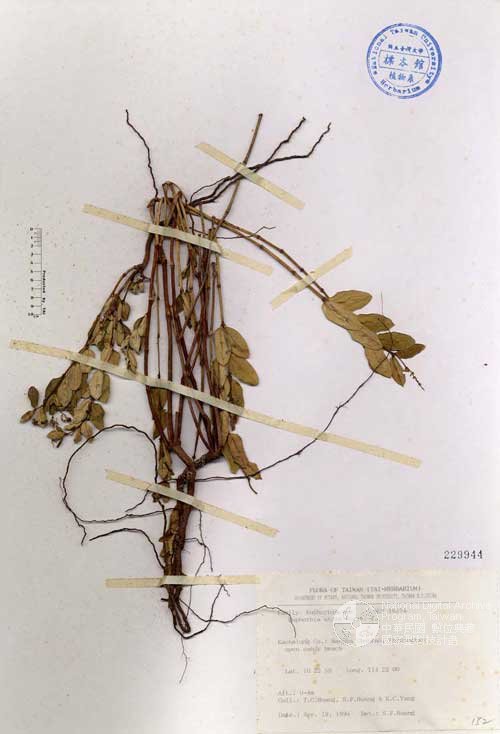 Ʀƪ󤤤W١Gؤju]Х]]G229944^<br>^W١G<em>Euphorbia atoto Forst. f. </em>