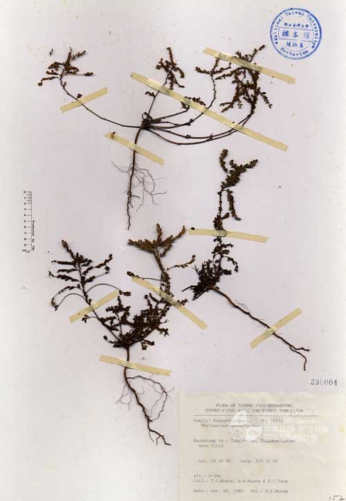 Ʀƪ󤤤W١GU]]Х]]G230004^<br>^W١G<em>Phyllanthus urinaria L. </em>