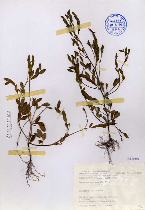 Ʀƪ󤤤W١GU]]Х]]G234208^<br>^W١G<em>Synostemon bacciforme (L.) Webster </em>