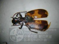 ƦƪԤBݦWG<em>Brachinus</em><br>ԤBئWG<em>picta</em>