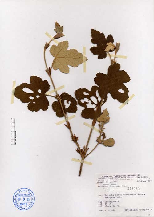 Ʀƪ󤤤W١GOWa_l]Х]]G243953^<br>^W١G<em>Rubus formosensis Ktze. </em>