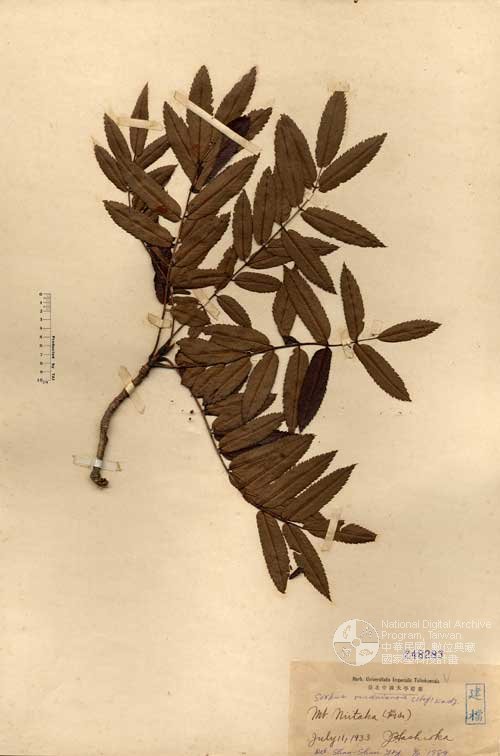 Ʀƪ󤤤W١Grjߡ]Х]]G248283^<br>^W١G<em>Sorbus randaiensis (Hayata) Koidz. </em>