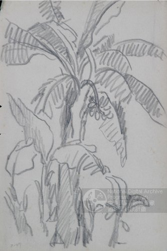 芭蕉树线描画图片