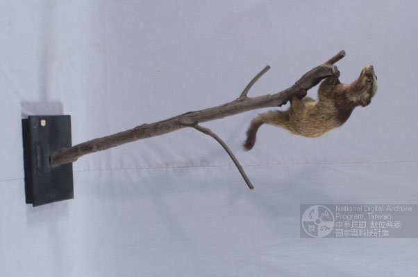 Ʀƪ󤤤W١Gջ<br>LOWGGlB᭱BQ}<br>^W١GFoemosan Gem-faced Civet<br>ԤBǦWG<em>Paguma larvata taivana</em>