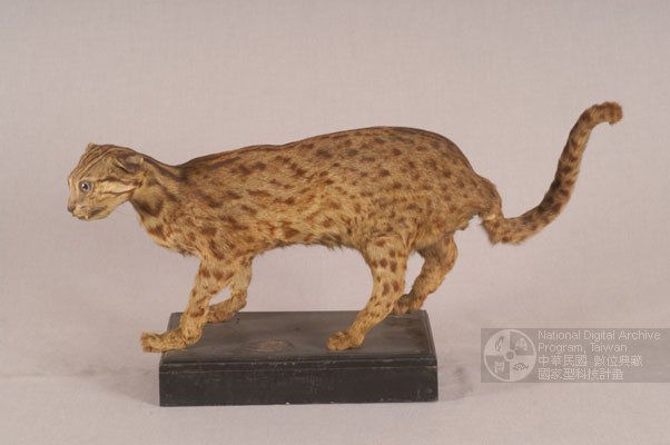 Ʀƪ󤤤W١G۪<br>LOWGثn\ߡBsߡB<br>^W١GLeopard Cat<br>ԤBǦWG<em>Felis bengalensis chinensis</em>