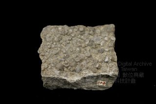 Ʀƪ󤤤W١GʦXۦǩ<br>^W١Gcrinoidal limestone