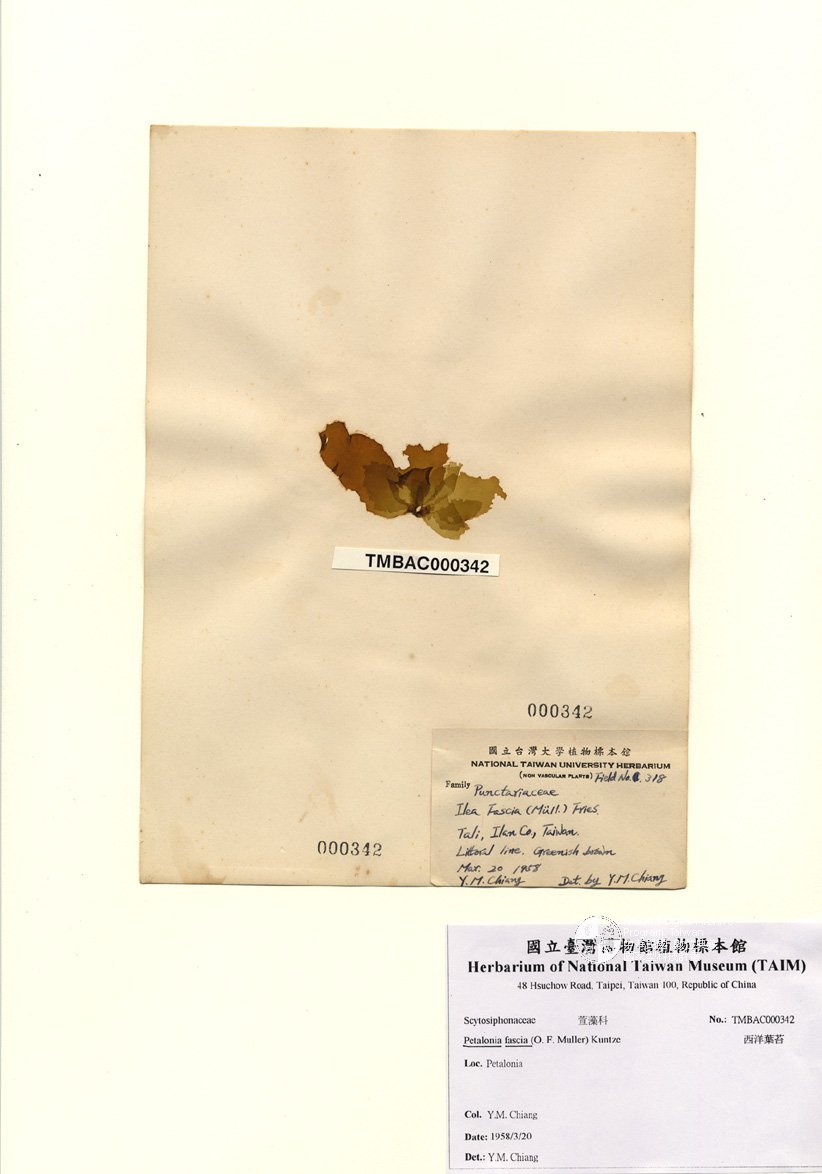 ƦƪԤBǦWG<em>Petalonia fascia (O. F. Muller) Kuntze</em><br>W١GäĦ 