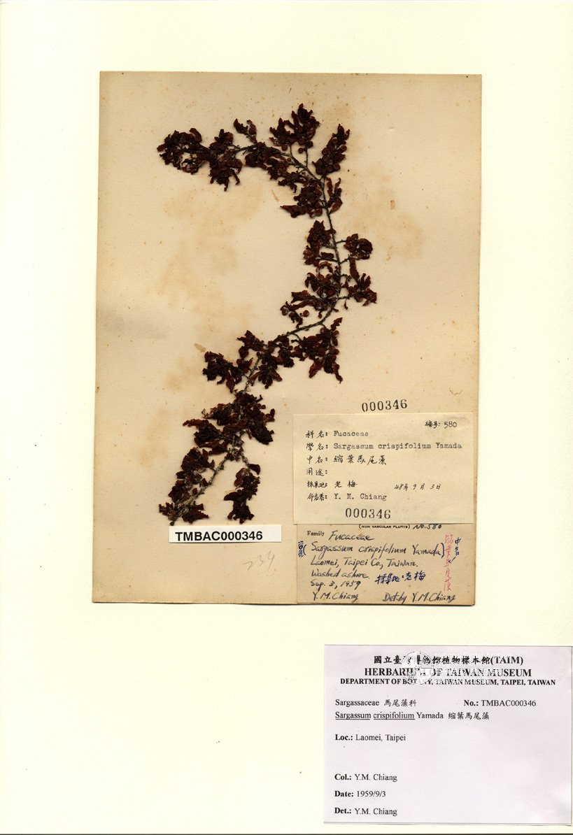 ƦƪԤBǦWG<em>Sargassum crispifolium Yamada</em><br>W١GaĦ