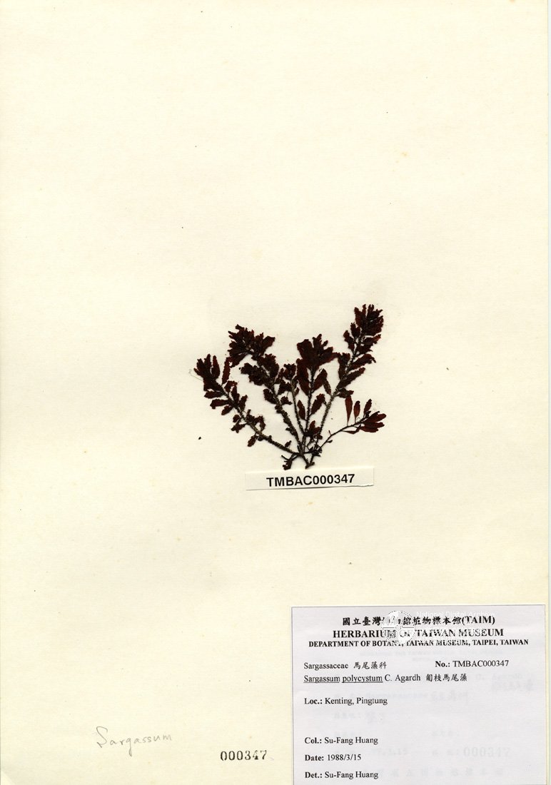 ƦƪԤBǦWG<em>Sargassum polycystum C. Agardh</em><br>W١GmKĦ