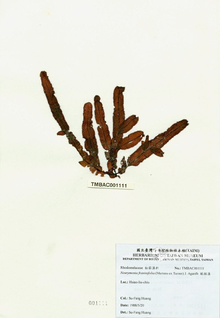 ƦƪԤBǦWG<em>Neurymenia fraxinifolia (Mertens ex Turner) J. Agardh</em><br>W١G߽Ħ