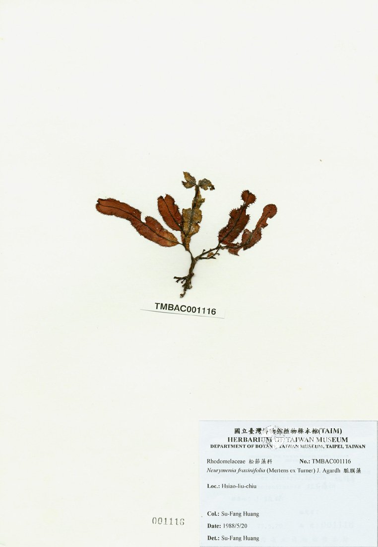 ƦƪԤBǦWG<em>Neurymenia fraxinifolia (Mertens ex Turner) J. Agardh</em><br>W١G߽Ħ
