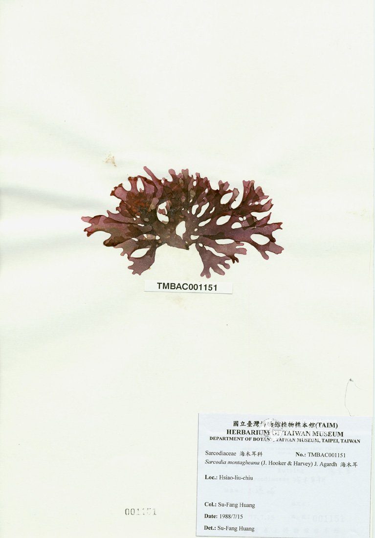 ƦƪԤBǦWG<em>Sarcodia montagneana (J. Hooker & Harvey) J. Agardh</em><br>W١G