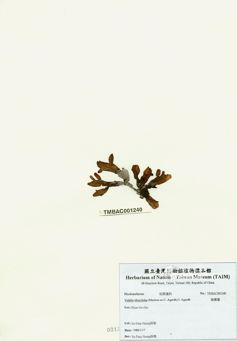 ƦƪԤBǦWG<em>Osmundaria obtusiloba (Martens ex C. Agardh) R. E. Norris</em><br>W١G۸Ħ