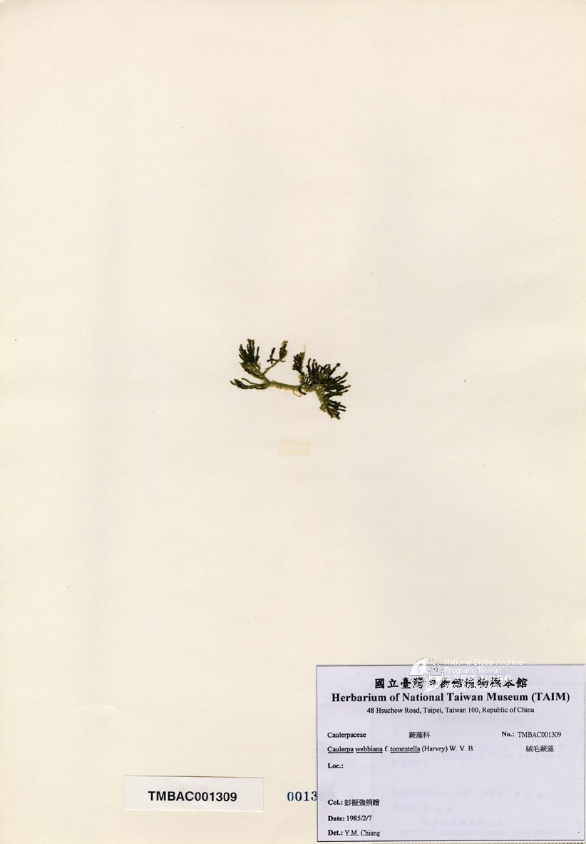 ƦƪԤBǦWG<em>Caulerpa webbiana f. tomentella (Harvey) W. V. B.</em><br>W١GĦ