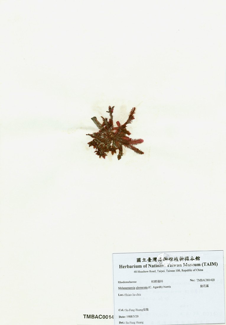 ƦƪԤBǦWG<em>Melanamansia glomerata (C. Agardh) Norris</em><br>W١G۪Ħ