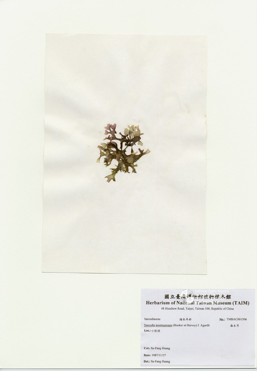 ƦƪԤBǦWG<em>Sarcodia montagneana (J. Hooker & Harvey) J. Agardh</em><br>W١G