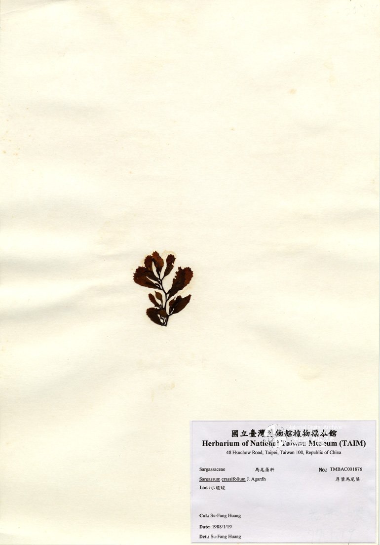 ƦƪԤBǦWG<em>Sargassum crassifolium J. Agardh</em><br>W١GpĦ