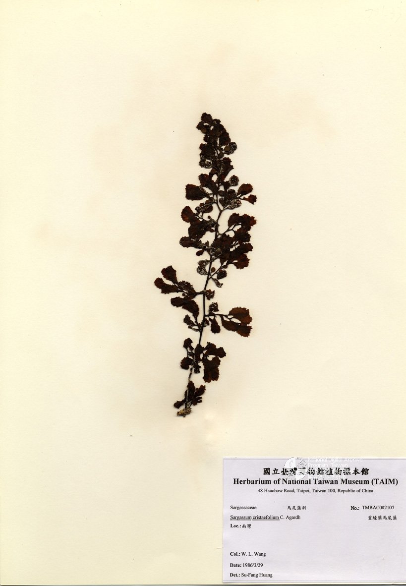 ƦƪԤBǦWG<em>Sargassum cristaefolium C. Agardh</em><br>W١GtĦ