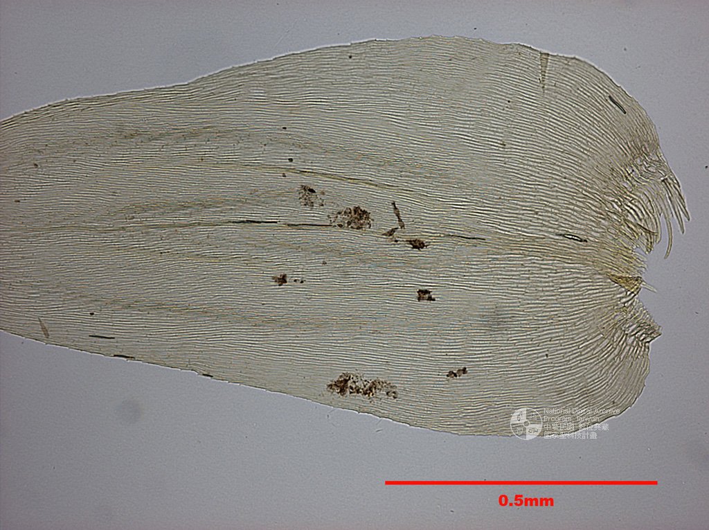 ƦƪԤBǦWG<em>Aerobryopsis longissima (Doz. et Molk.) Fleisch.</em><br>W١Ga