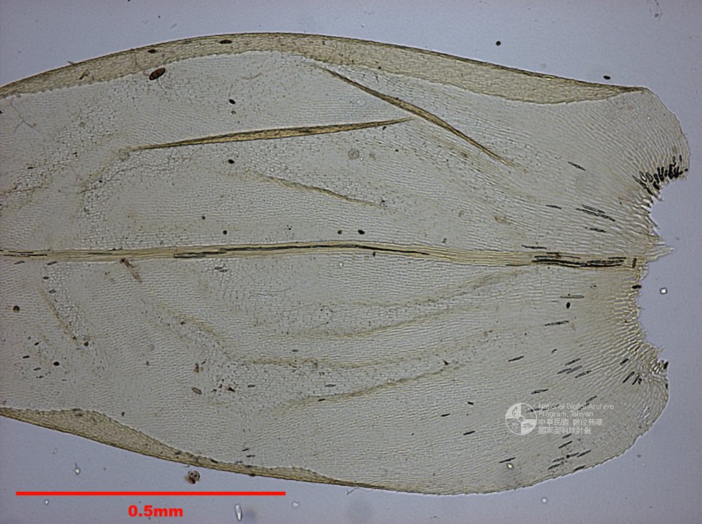 ƦƪԤBǦWG<em>Aerobryopsis parisii (Card.) Broth.</em><br>W١Gḭa