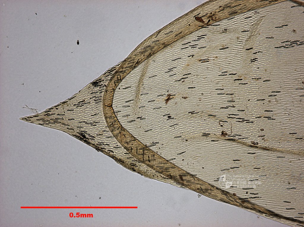 ƦƪԤBǦWG<em>Calyptothecium cuspidatum Okam.</em><br>W١Gyե