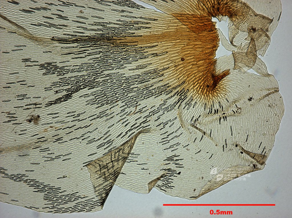 ƦƪԤBǦWG<em>Calyptothecium cuspidatum Okam.</em><br>W١Gyե