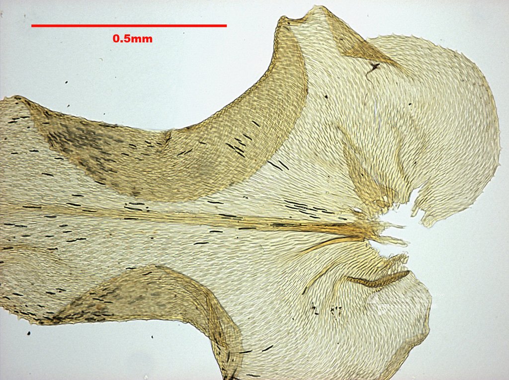 ƦƪԤBǦWG<em>Chrysocladium retrorsum (Mitt.) Fleisch.</em><br>W١G