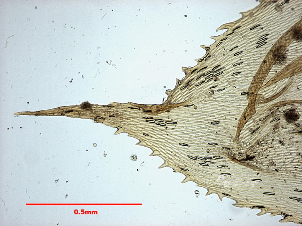 ƦƪԤBǦWG<em>Endotrichella elegans (Doz. et Molk.) Fleisch.</em><br>W١GnȬ