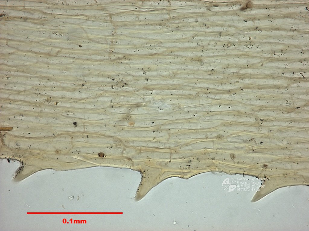 ƦƪԤBǦWG<em>Endotrichella elegans (Doz. et Molk.) Fleisch.</em><br>W١GnȬ