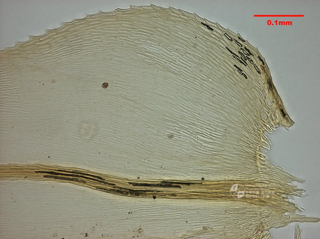 ƦƪԤBǦWG<em>Eurhynchium ereganum</em><br>W١G