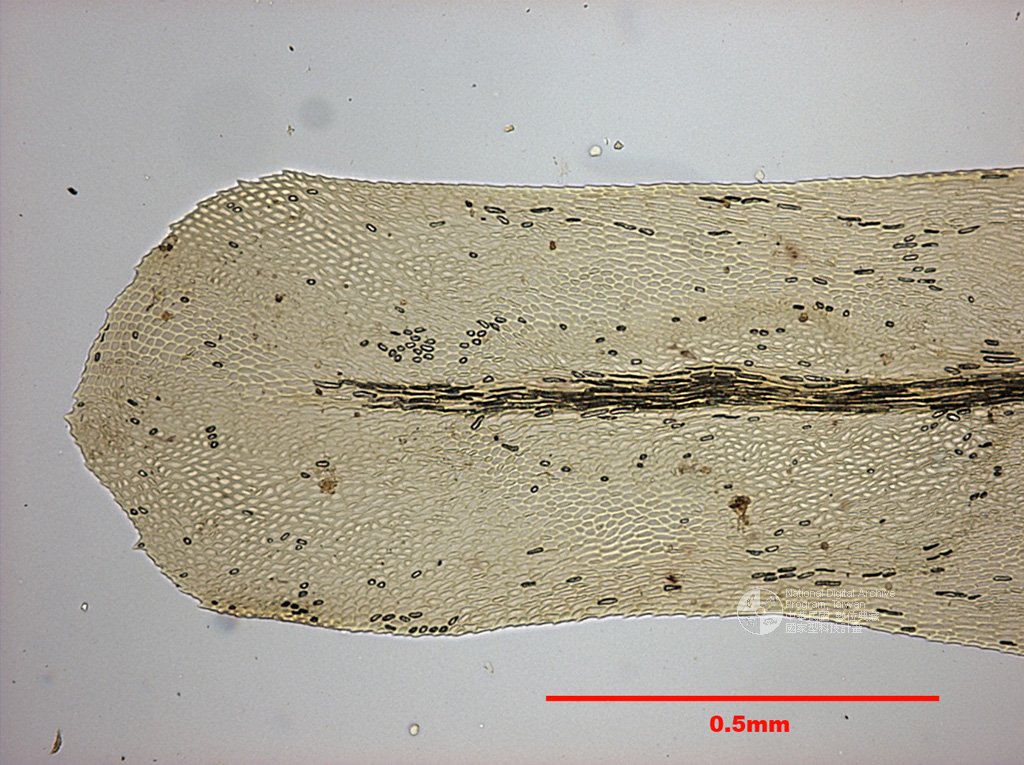 ƦƪԤBǦWG<em>Himantocladium plumula (Nees.) Fleisch.</em><br>W١Gpi