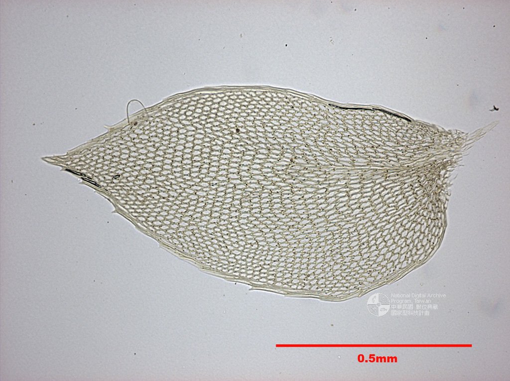 ƦƪԤBǦWG<em>Hypopterygium ceylanicum Mitt.</em><br>W١Gճ