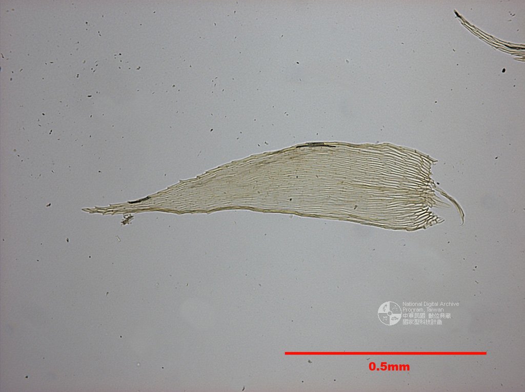 ƦƪԤBǦWG<em>Isopterygium minutirameum (C. Mull) Jaeg.</em><br>W١G֪KP