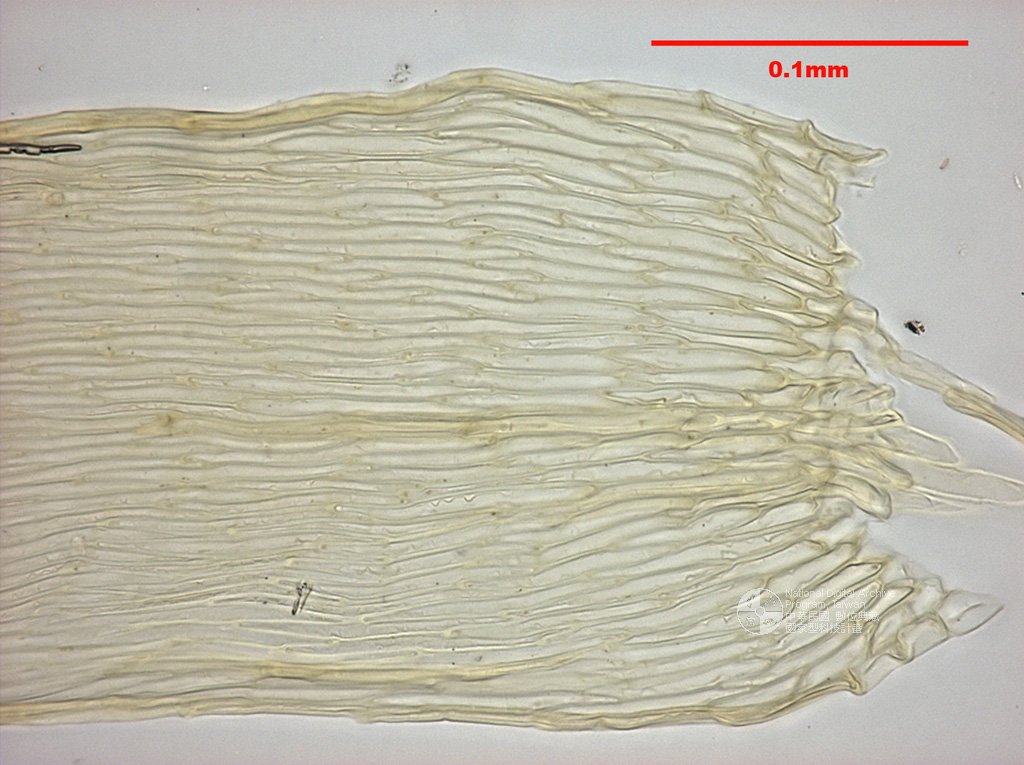 ƦƪԤBǦWG<em>Isopterygium minutirameum (C. Mull) Jaeg.</em><br>W١G֪KP