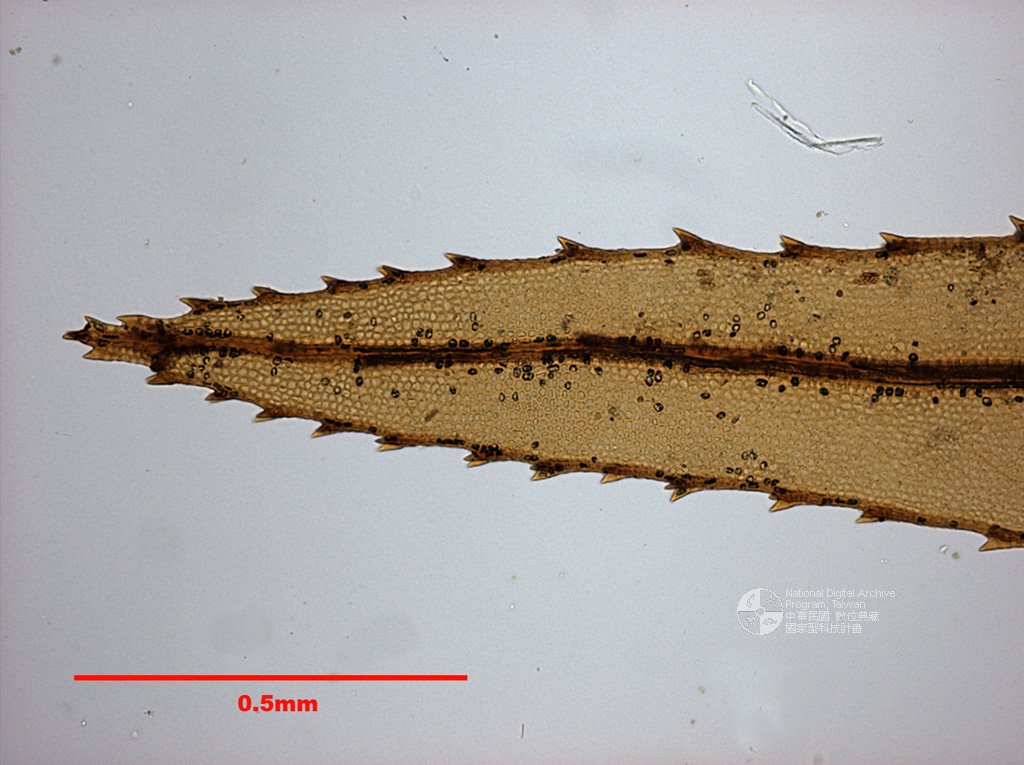 ƦƪԤBǦWG<em>Rhizogonium spiniforme (Hedw.) Bruch.</em><br>W١G븭