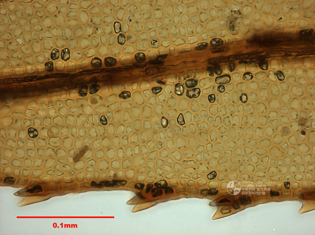 ƦƪԤBǦWG<em>Rhizogonium spiniforme (Hedw.) Bruch.</em><br>W١G븭