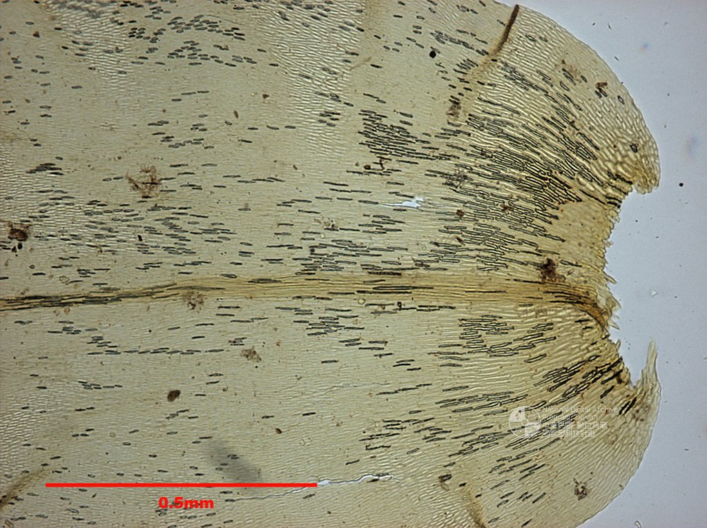 ƦƪԤBǦWG<em>Aerobryopsis horrida Nog.</em><br>W١Ga