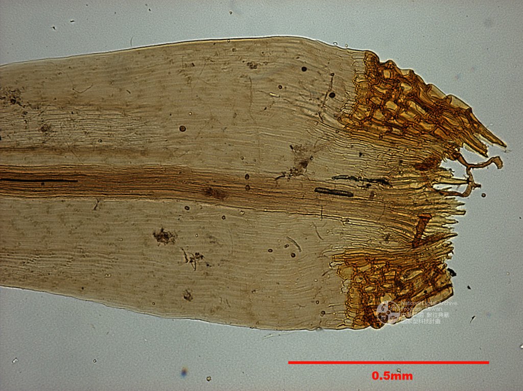 ƦƪԤBǦWG<em>Dicranoloma assimile (Hpe.) Par.</em><br>W١GA