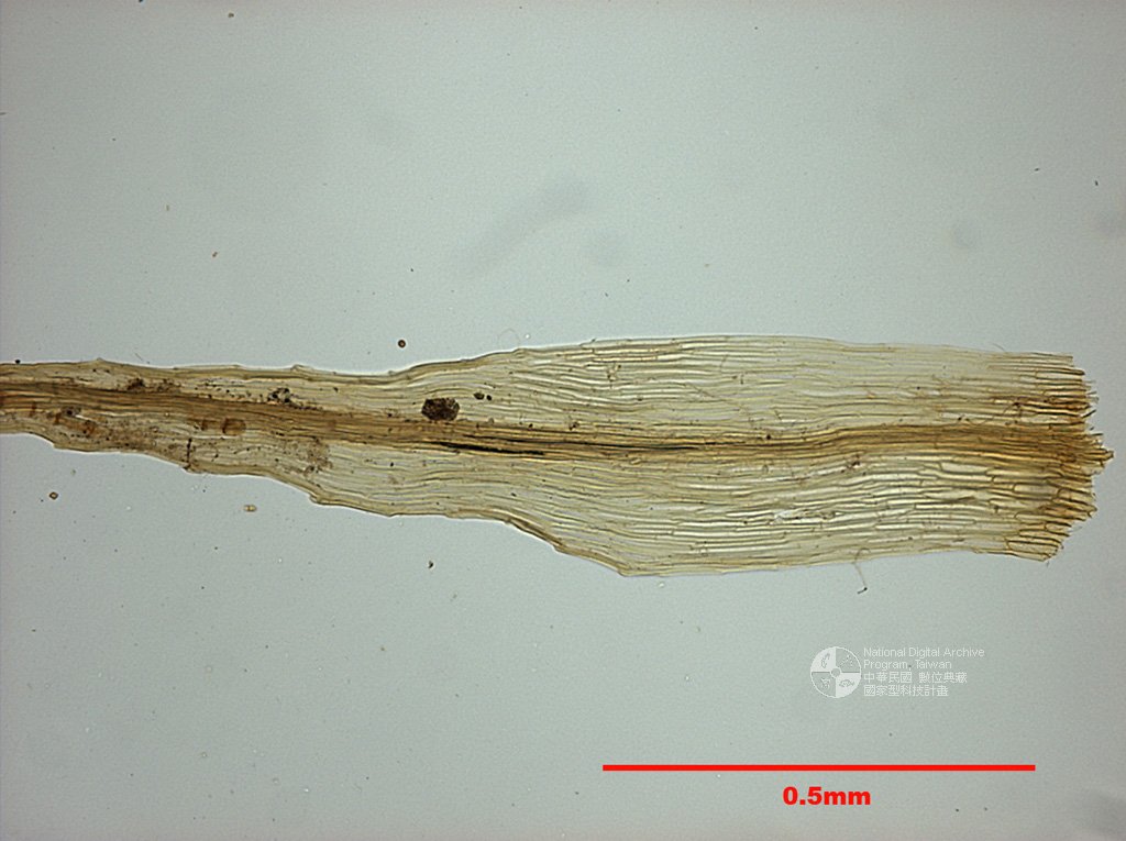 ƦƪԤBǦWG<em>Garckea phascoides (Hook.) C. Muell.</em><br>W١G]