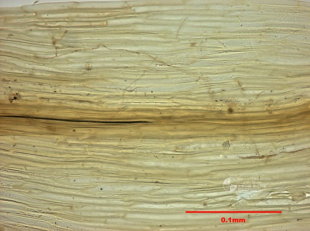 ƦƪԤBǦWG<em>Garckea phascoides (Hook.) C. Muell.</em><br>W١G]