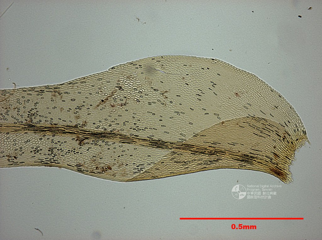 ƦƪԤBǦWG<em>Himantocladium loriforme (Bosch. et Lac.) Fleisch.</em><br>W١Gi