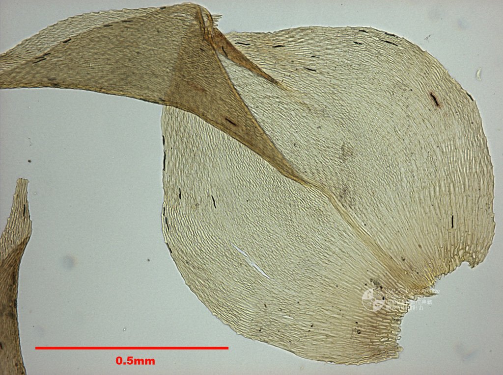 ƦƪԤBǦWG<em>Meteoriopsis reclinata (C. Muell.) Fleisch. In Broth.</em><br>W١Gϸʽ