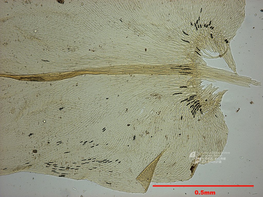 ƦƪԤBǦWG<em>Meteorium helminthocladum (C. Muell.) Fleisch.</em><br>W١G