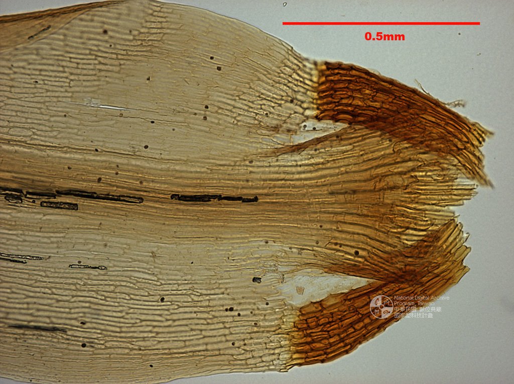 ƦƪԤBǦWG<em>Dicranum scoparium Hedw.</em><br>W١G