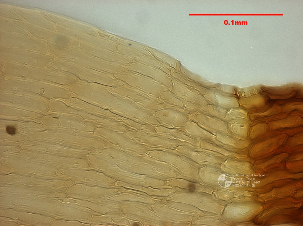 ƦƪԤBǦWG<em>Dicranum scoparium Hedw.</em><br>W١G